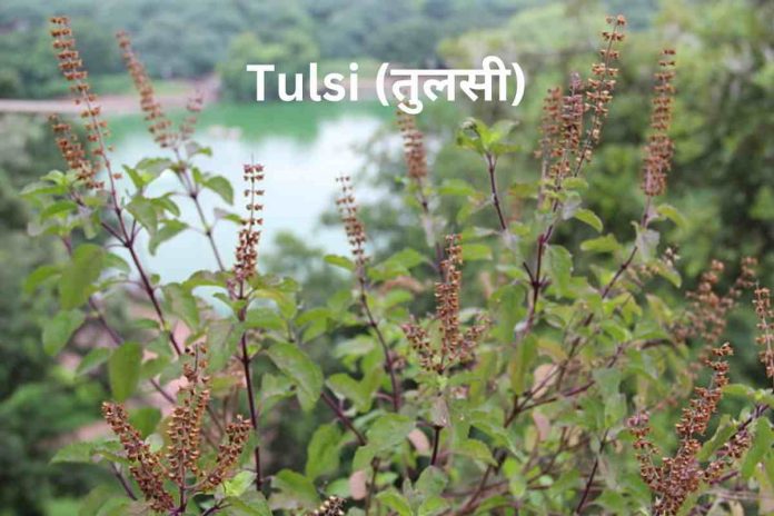 Tulsi: जानिए पवित्र पौधे के उपयोग, धार्मिक और वैज्ञानिक महत्त्व