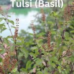 Basil: Uses, Religious and Scientific importance