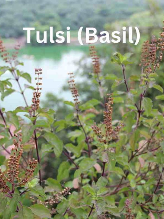 Discover The Power of Sacred Basil