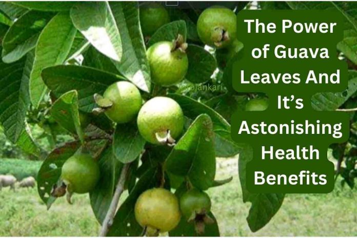 The Power of Guava Leaves: 9 Astonishing Health Benefits